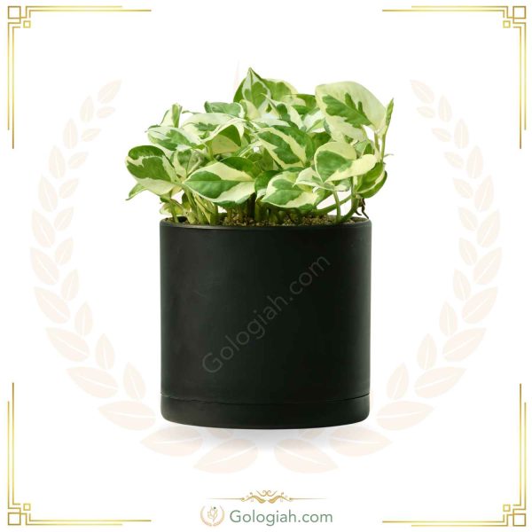 پتوس ارتشی