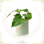 پتوس سبز برگ پهن