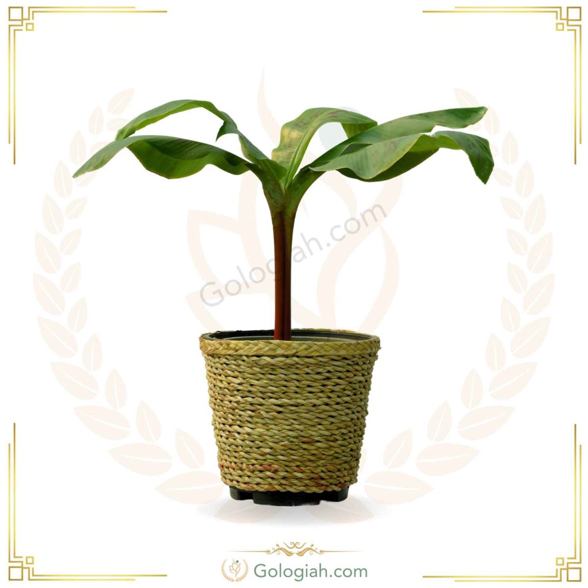 گیاه موز گیاه موز