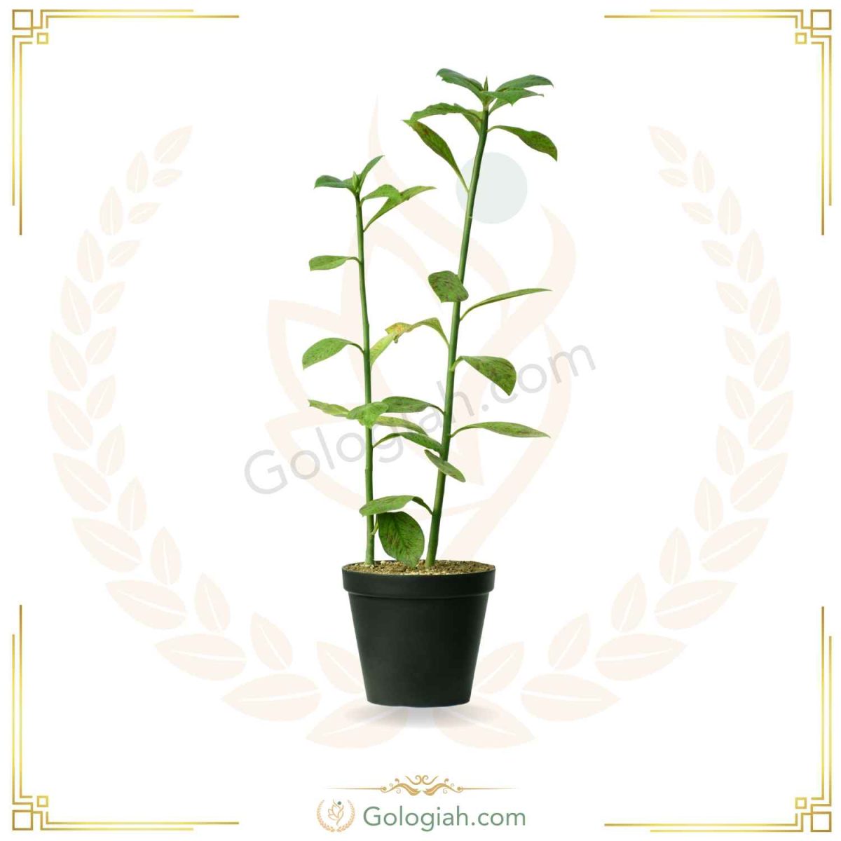 گیاه فردوس سبز