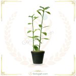 گیاه فردوس سبز