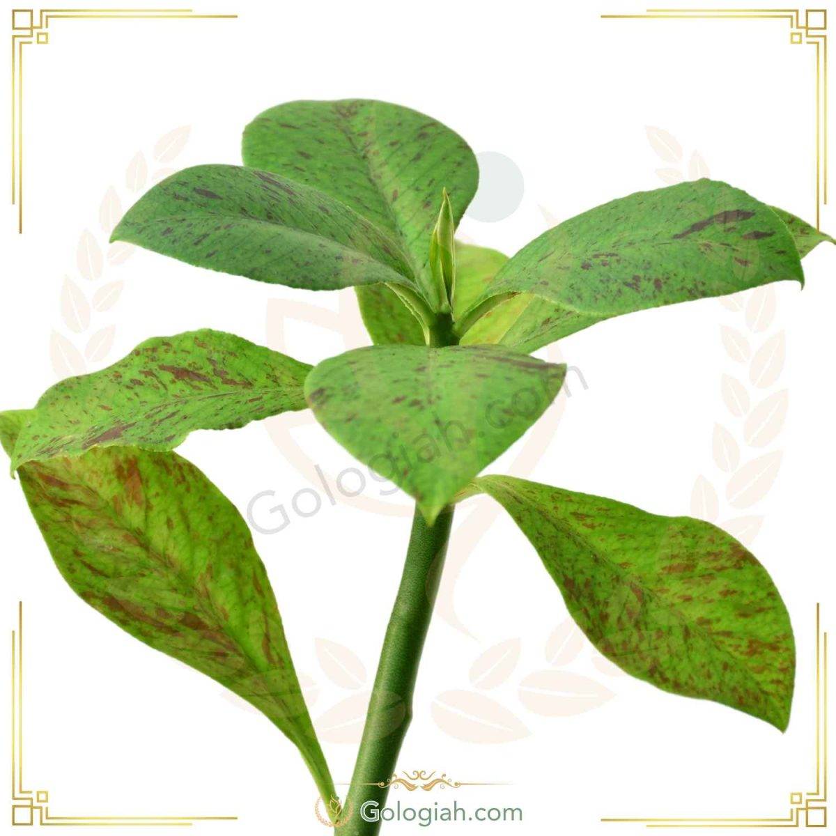 گیاه فردوس سبز