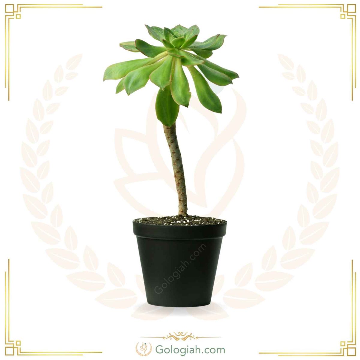 کاکتوس آئونیوم هفت رنگ