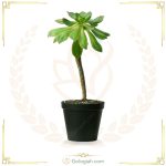 کاکتوس آئونیوم هفت رنگ