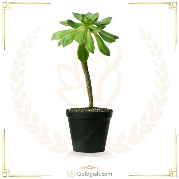 کاکتوس آئونیوم هفت رنگ