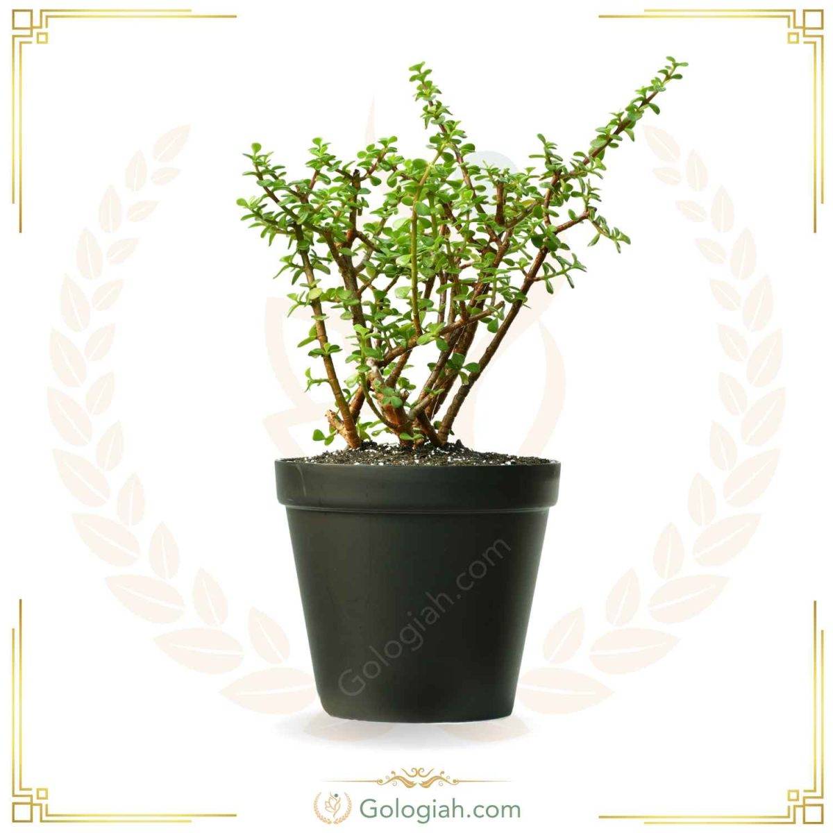 خرفه خرفه
