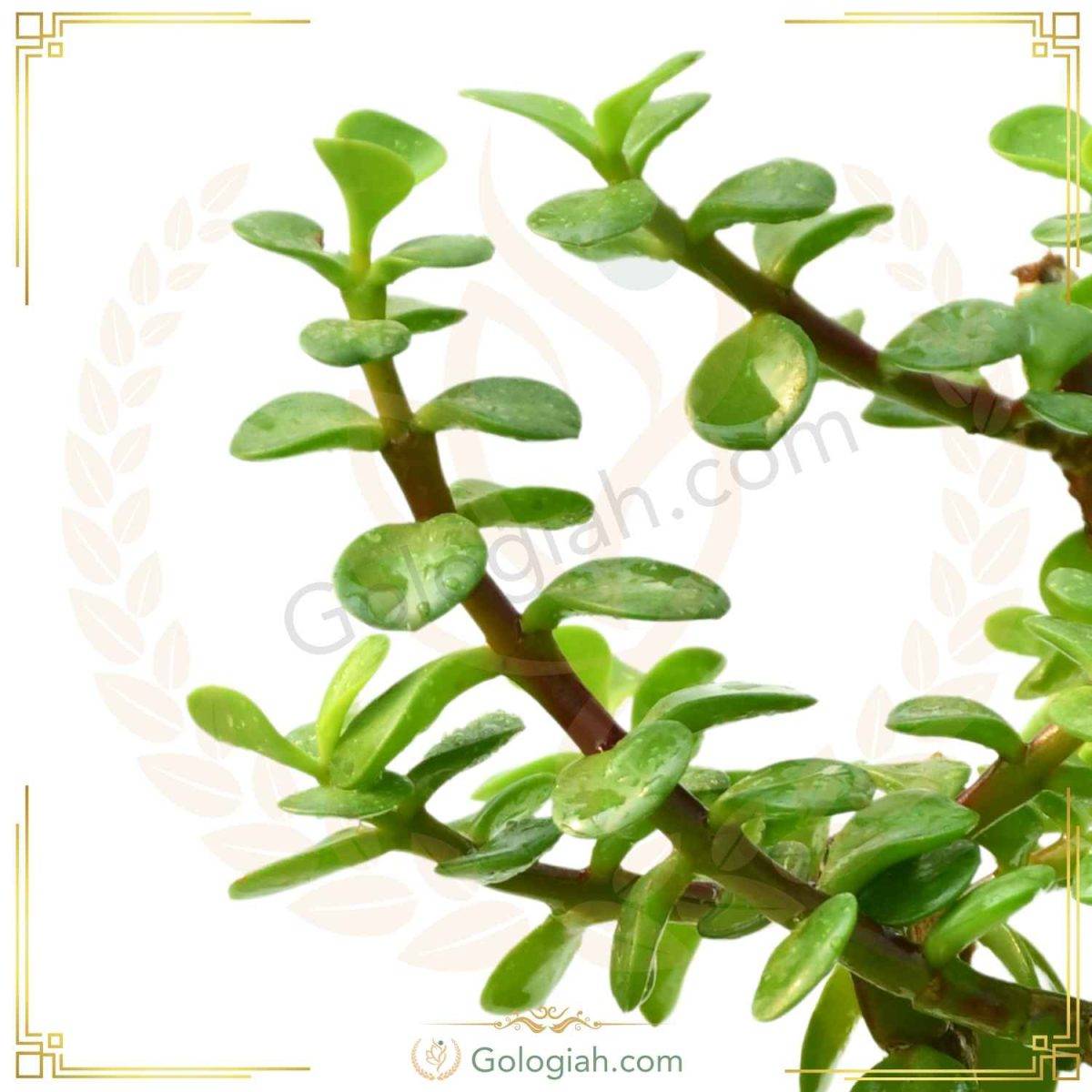 خرفه خرفه