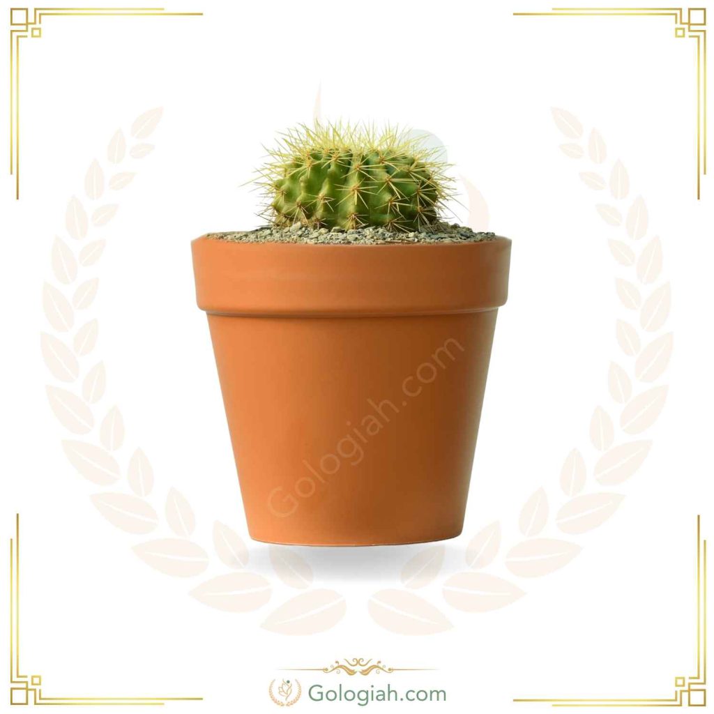کاکتوس اچینو