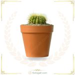 کاکتوس اچینو