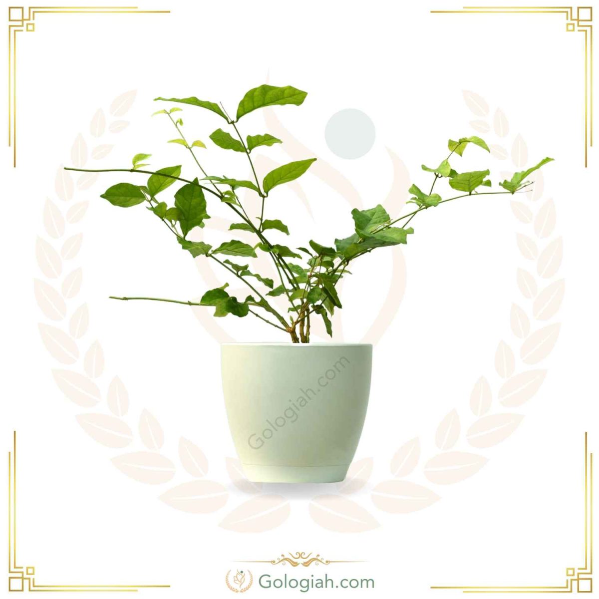 یاس رازقی یاس رازقی
