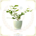 یاس رازقی