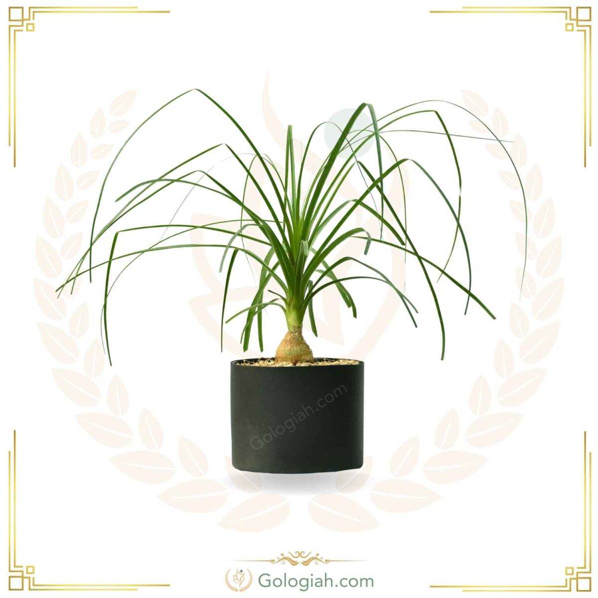 گیاه لیندا گیاه لیندا
