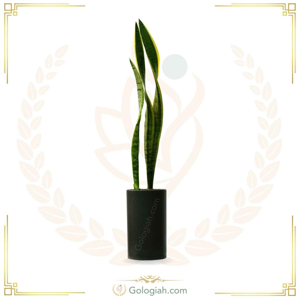 سانسوریا ابلق بدون پاجوش