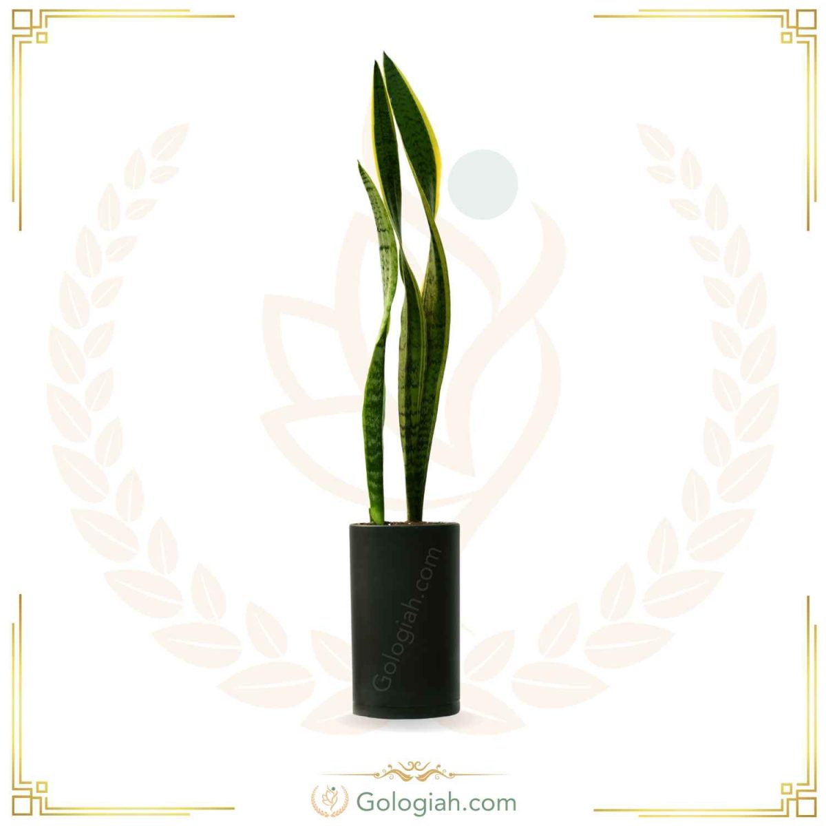 سانسوریا ابلق بدون پاجوش