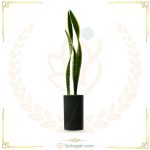 سانسوریا ابلق بدون پاجوش