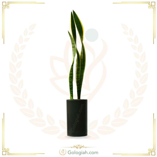 سانسوریا ابلق بدون پاجوش