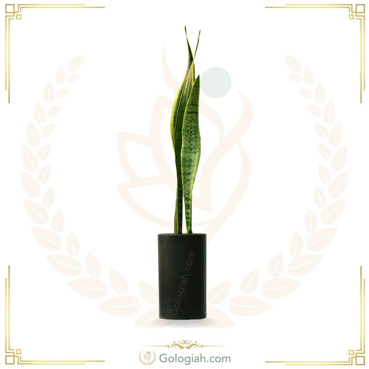 سانسوریا ابلق بدون پاجوش
