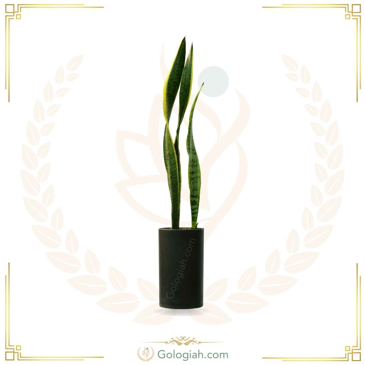 سانسوریا ابلق بدون پاجوش
