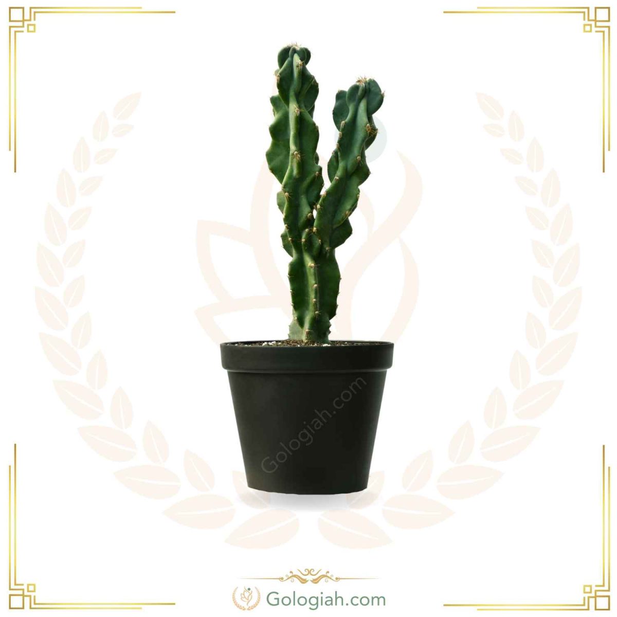 کاکتوس صخره ای کاکتوس صخره ای