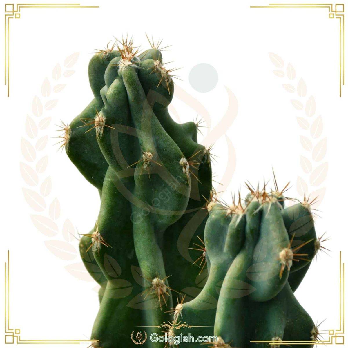 کاکتوس صخره ای کاکتوس صخره ای