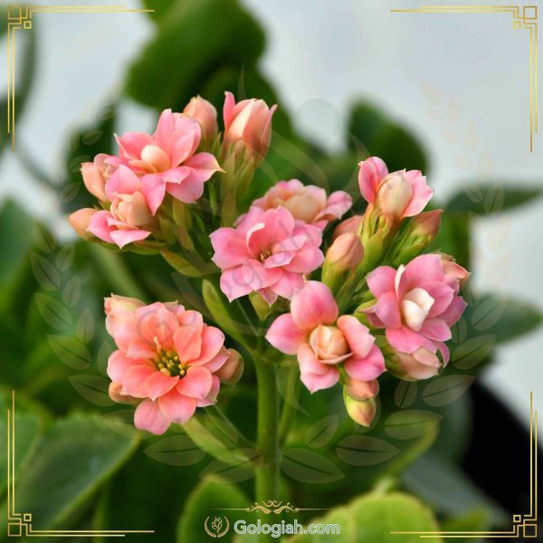 بگونیا موکتی