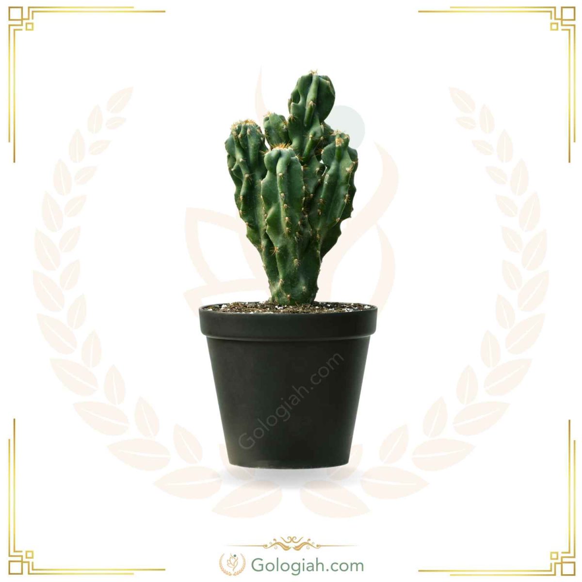 کاکتوس صخره ای بزرگ کاکتوس صخره ای بزرگ