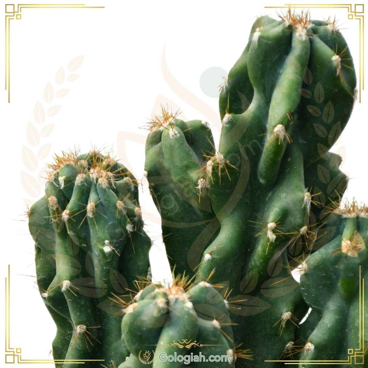259 کاکتوس صخره ای - Image 4