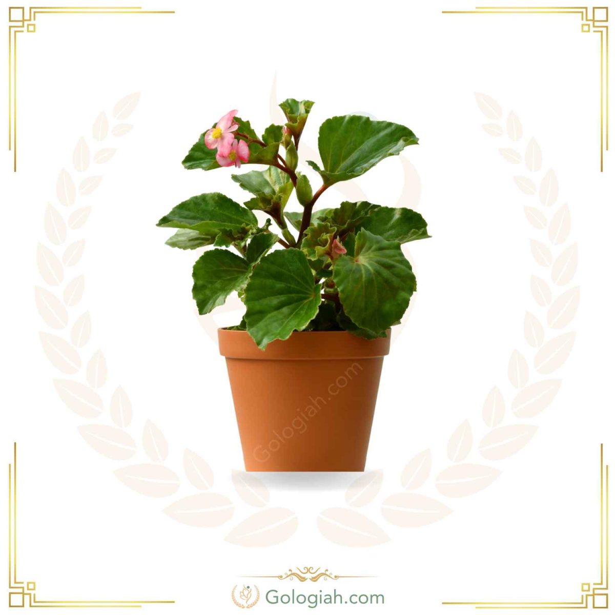بگونیا عروس بگونیا عروس