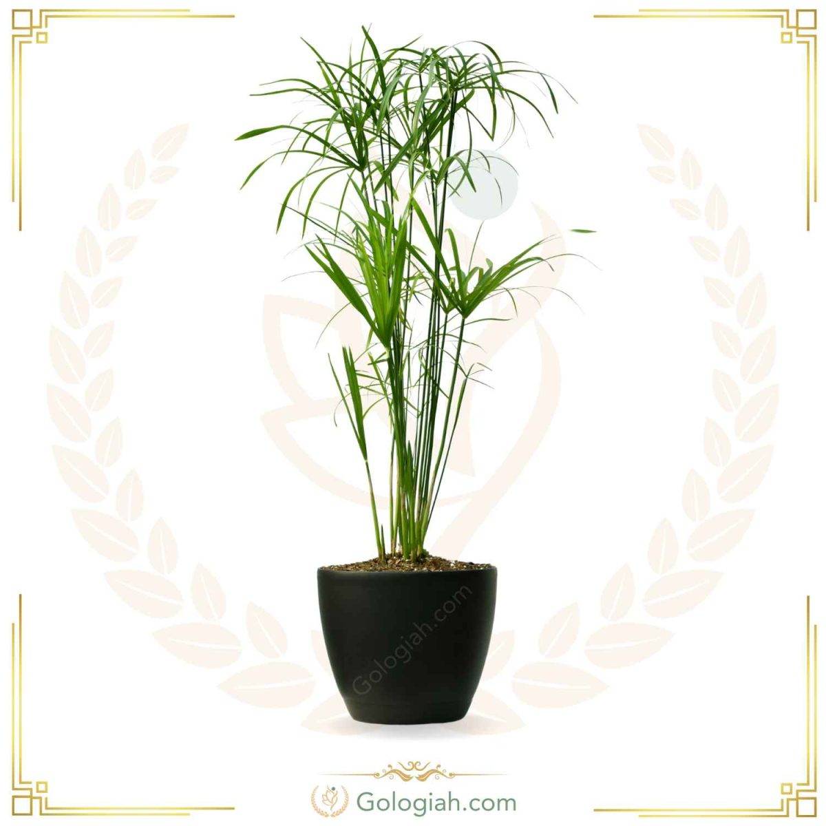 نخل مرداب نخل مرداب