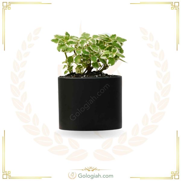 شمعدانی عطری
