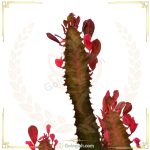 افوربیا قرمز