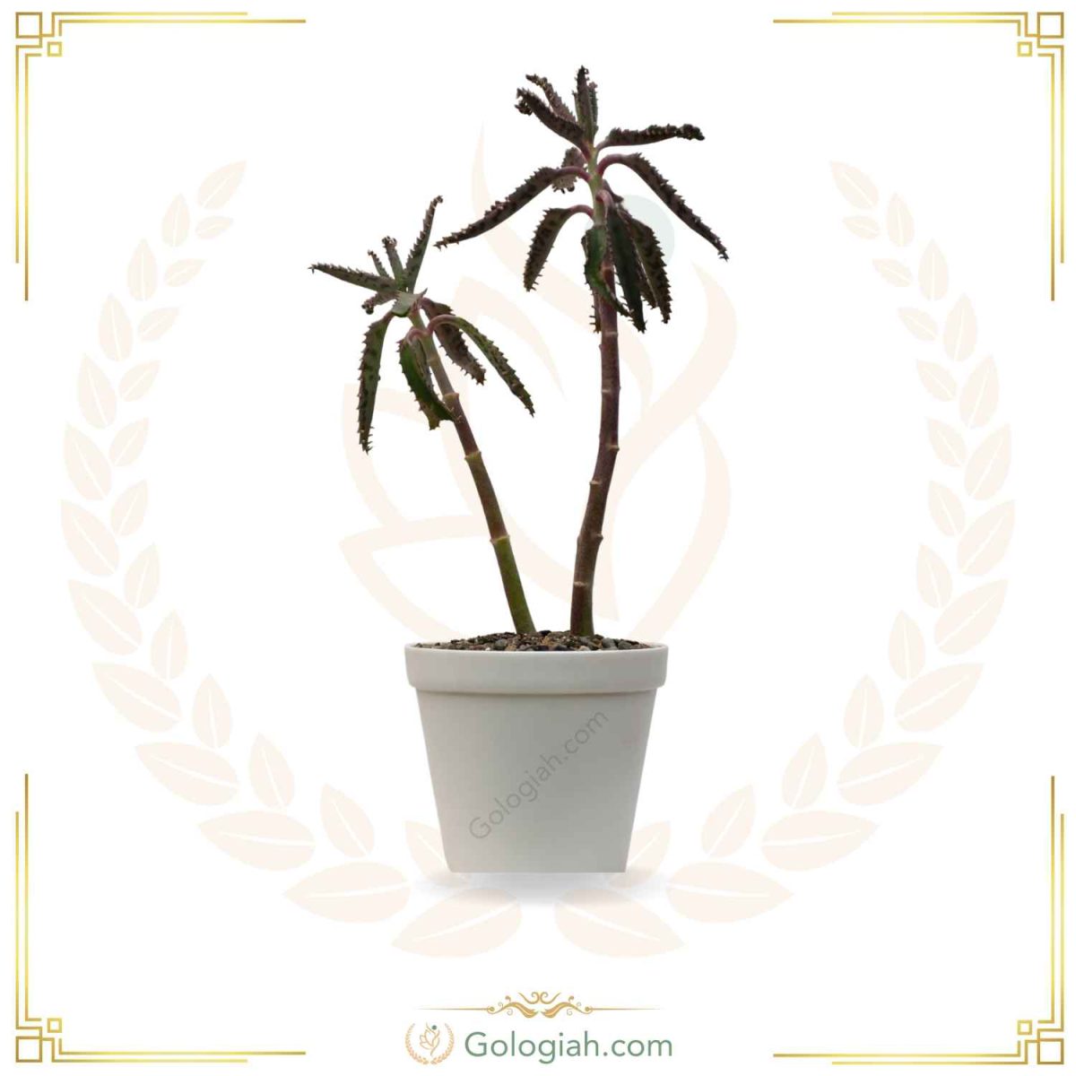 کاکتوس اشک تمساح