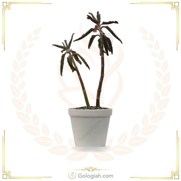 کاکتوس اشک تمساح