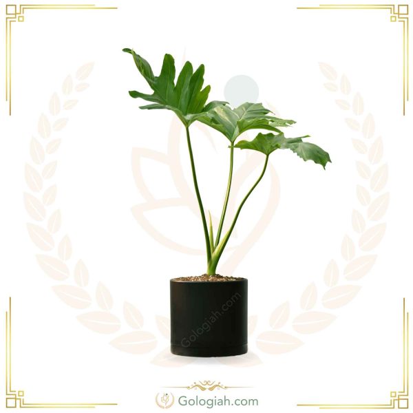برگ انجیری مونسترا