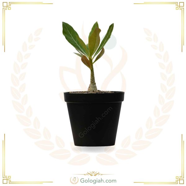 نشاء آدنیوم