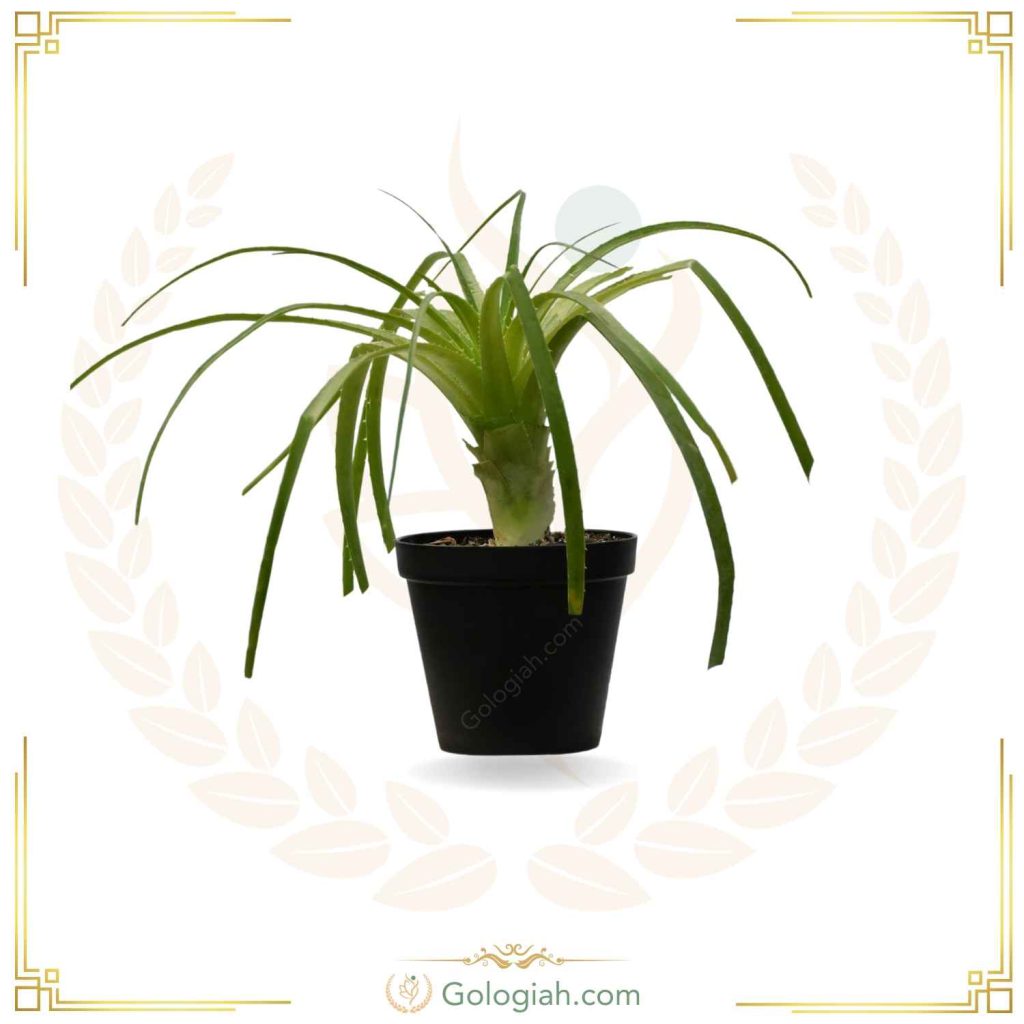 کاکتوس آناناس
