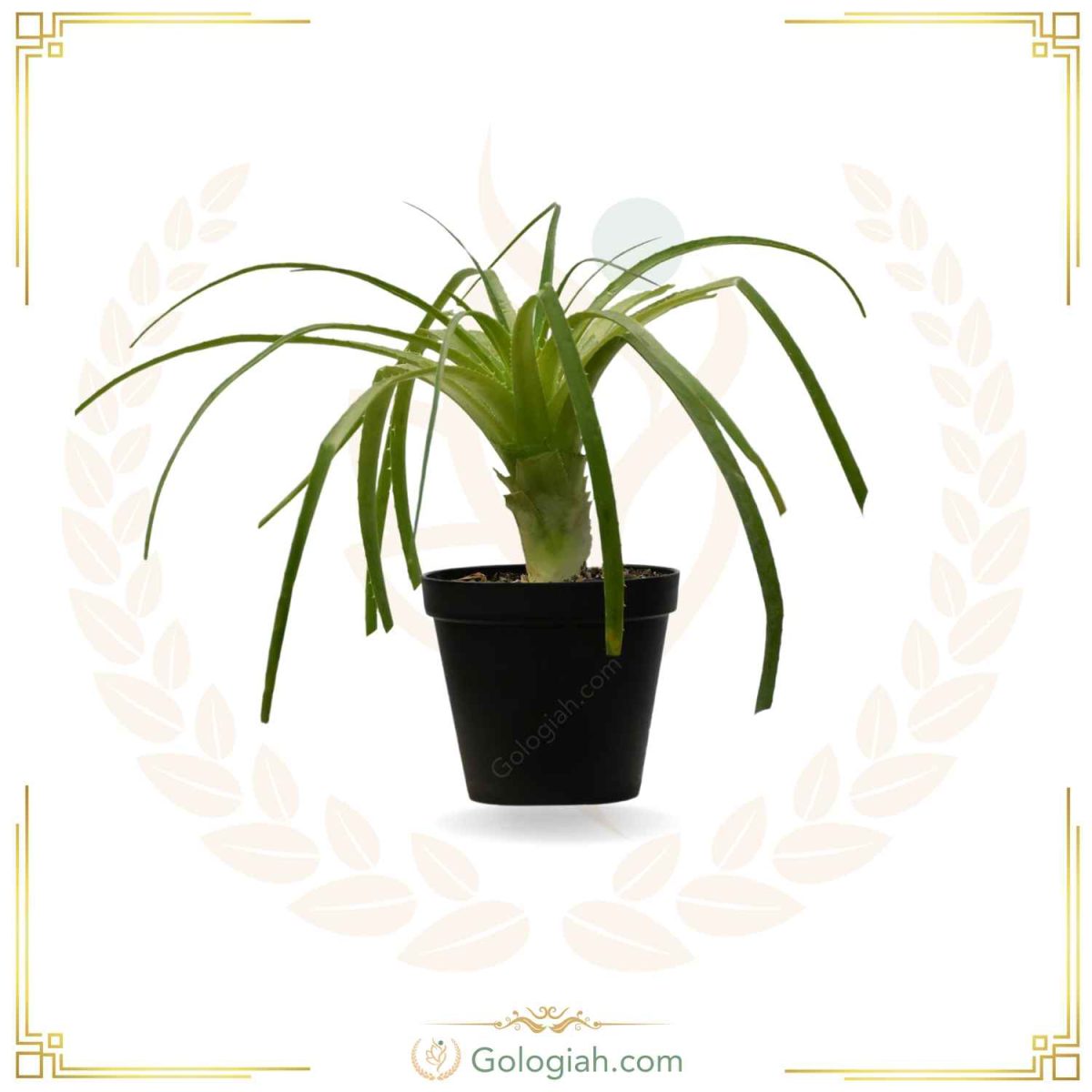 کاکتوس آناناس