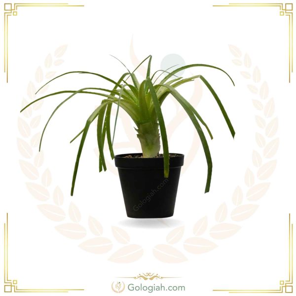 کاکتوس آناناس