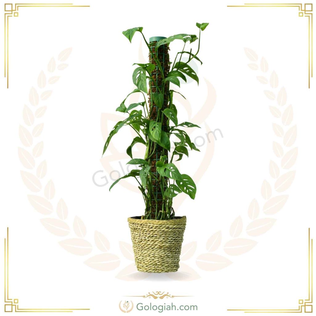 پتوس حصیری چوبدار