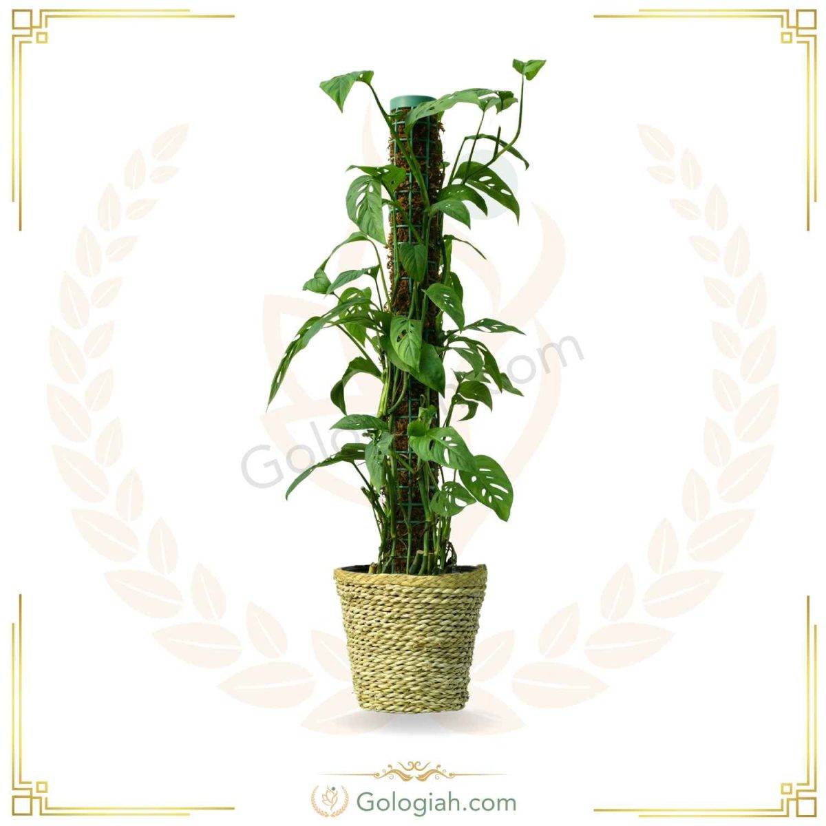 پتوس حصیری چوبدار پتوس حصیری چوبدار