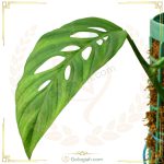 پتوس حصیری چوبدار