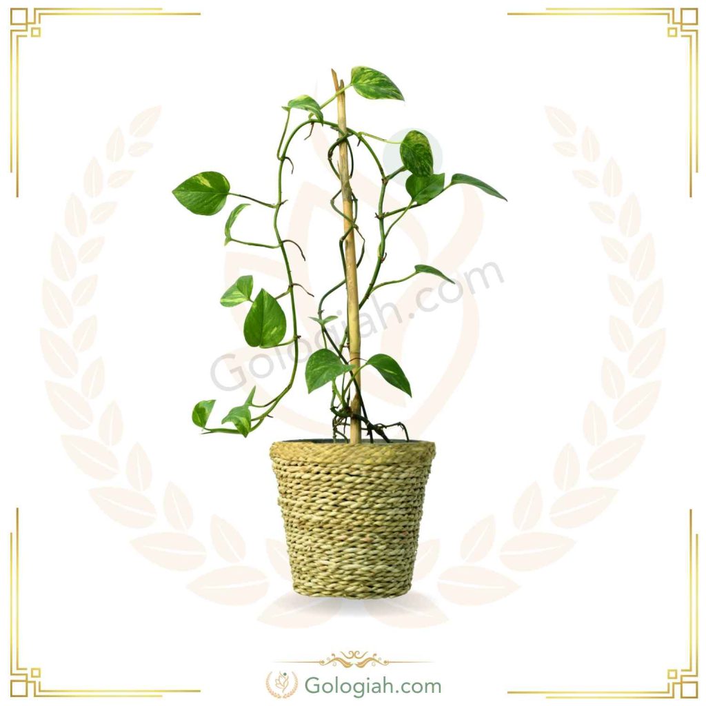 پتوس چوبدار کردبچه