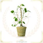 پتوس چوبدار کردبچه