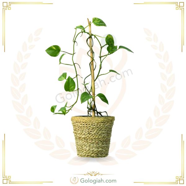 پتوس چوبدار کردبچه