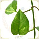 پتوس چوبدار کردبچه