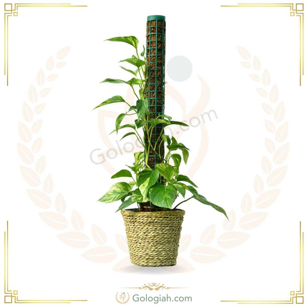 پتوس ابلق چوبدار