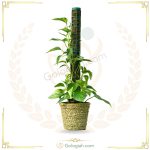 پتوس ابلق چوبدار