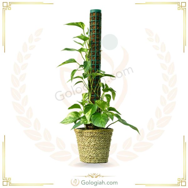 پتوس ابلق چوبدار