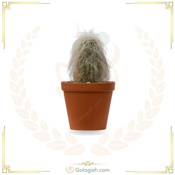 کاکتوس اولدمن