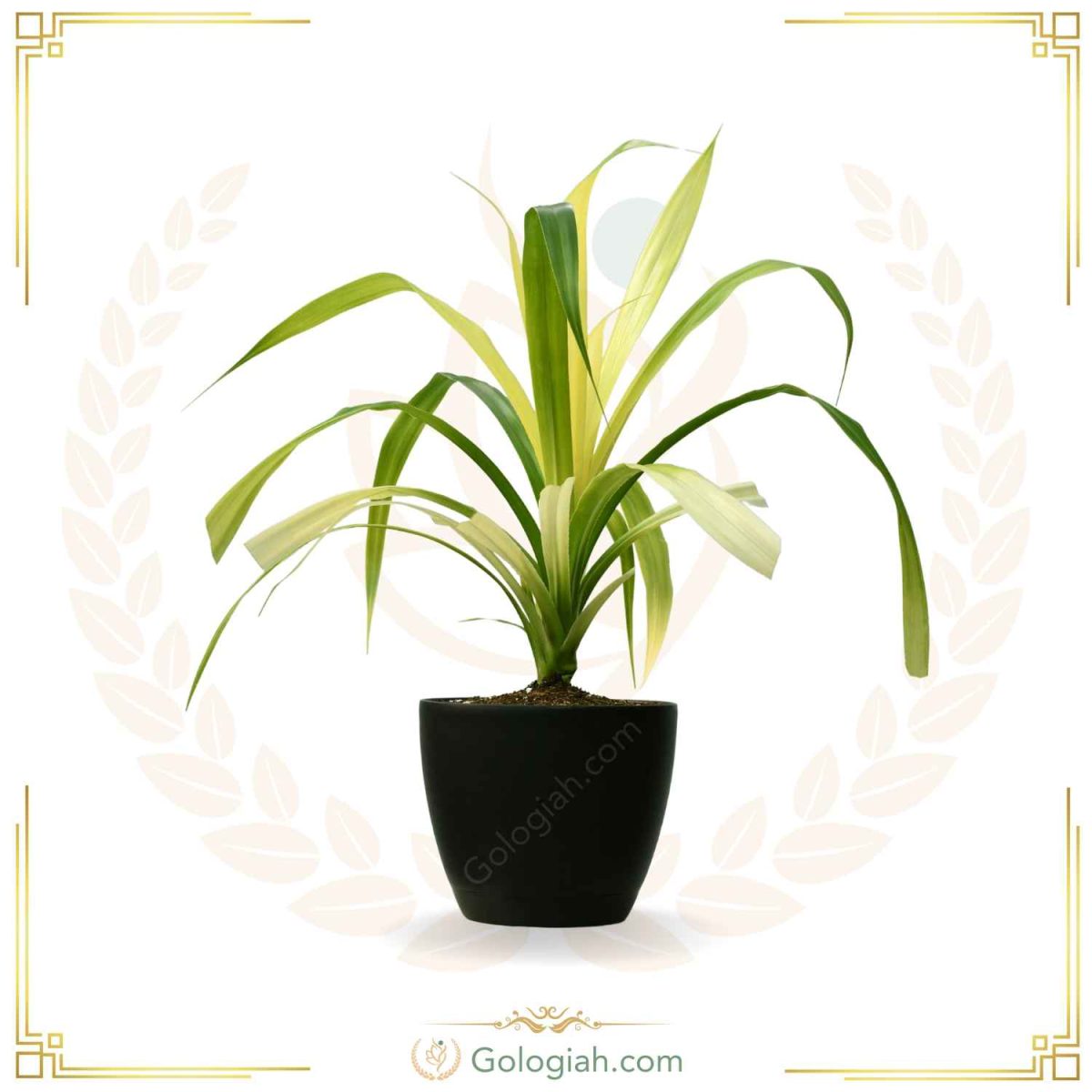 پاندالوس ابلق